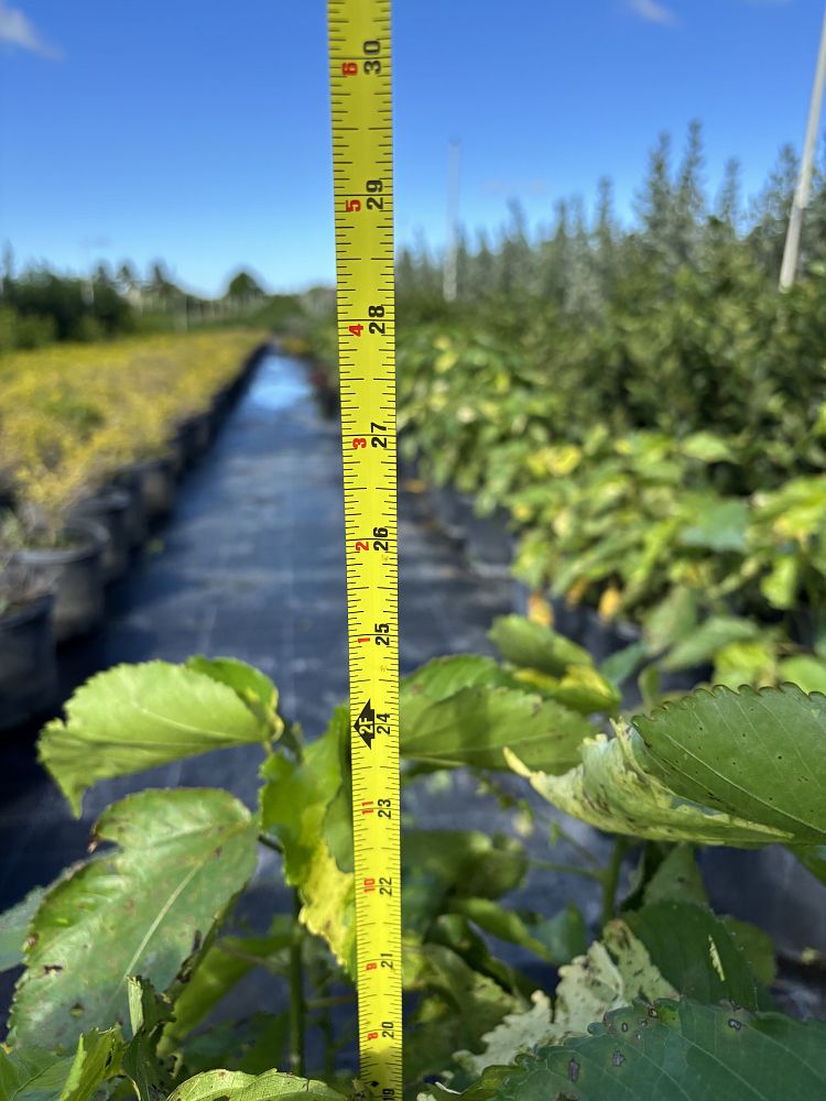 acalypha-wilkesiana-java-white-copperleaf