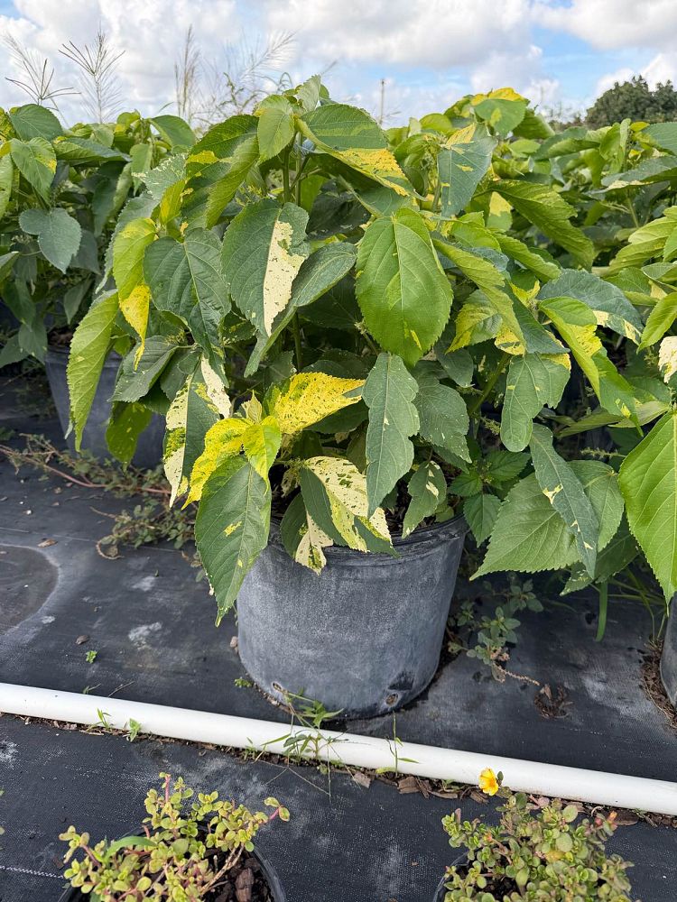 acalypha-wilkesiana-java-white-copperleaf