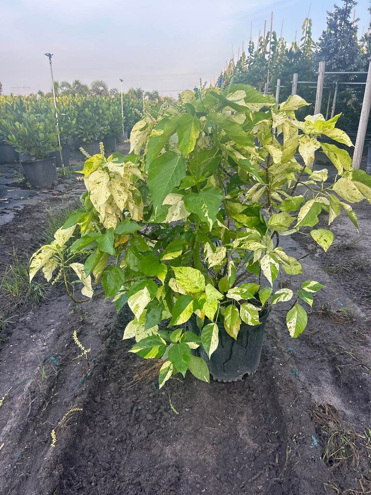 acalypha-wilkesiana-java-white-copperleaf