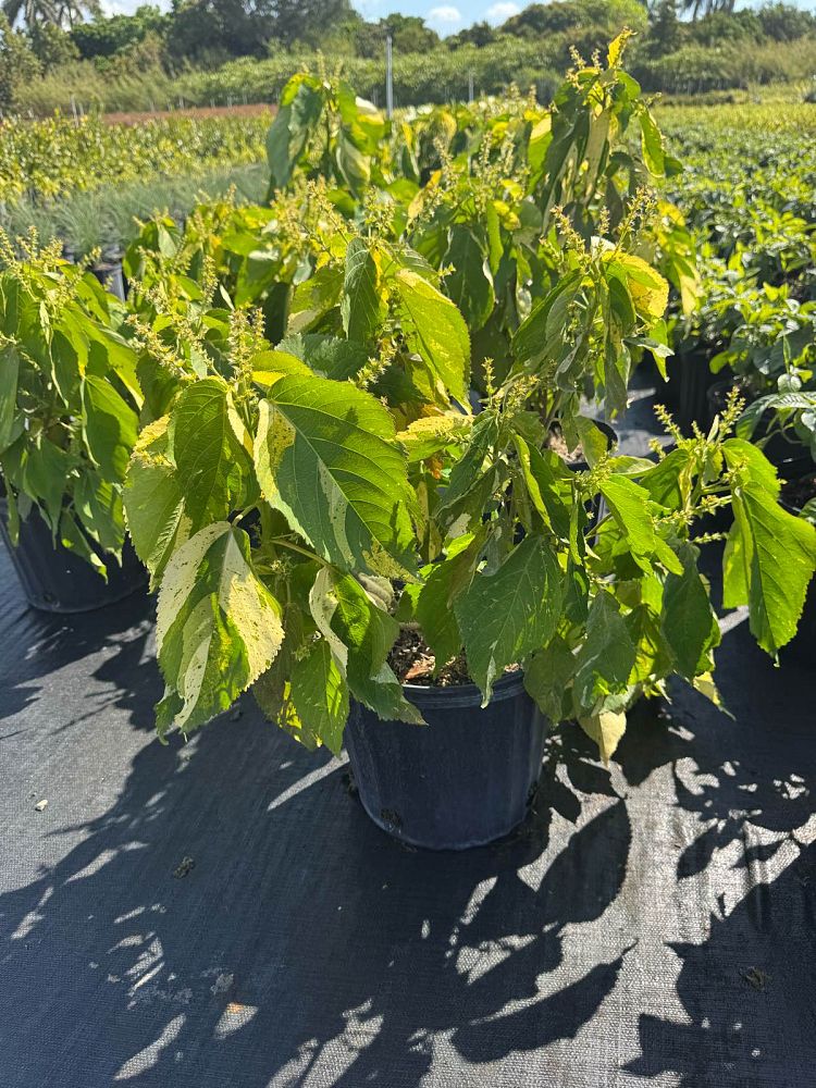 acalypha-wilkesiana-java-white-copperleaf