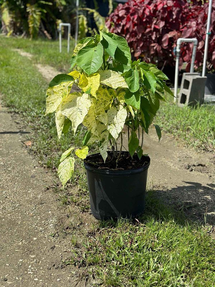 acalypha-wilkesiana-java-white-copperleaf