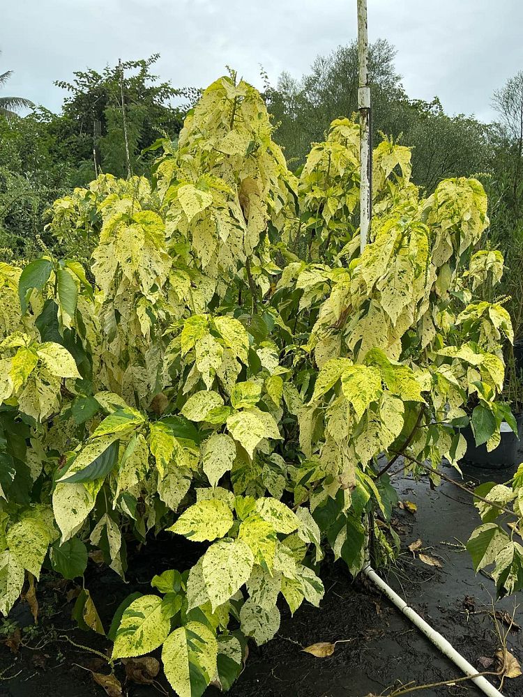 acalypha-wilkesiana-java-white-copperleaf