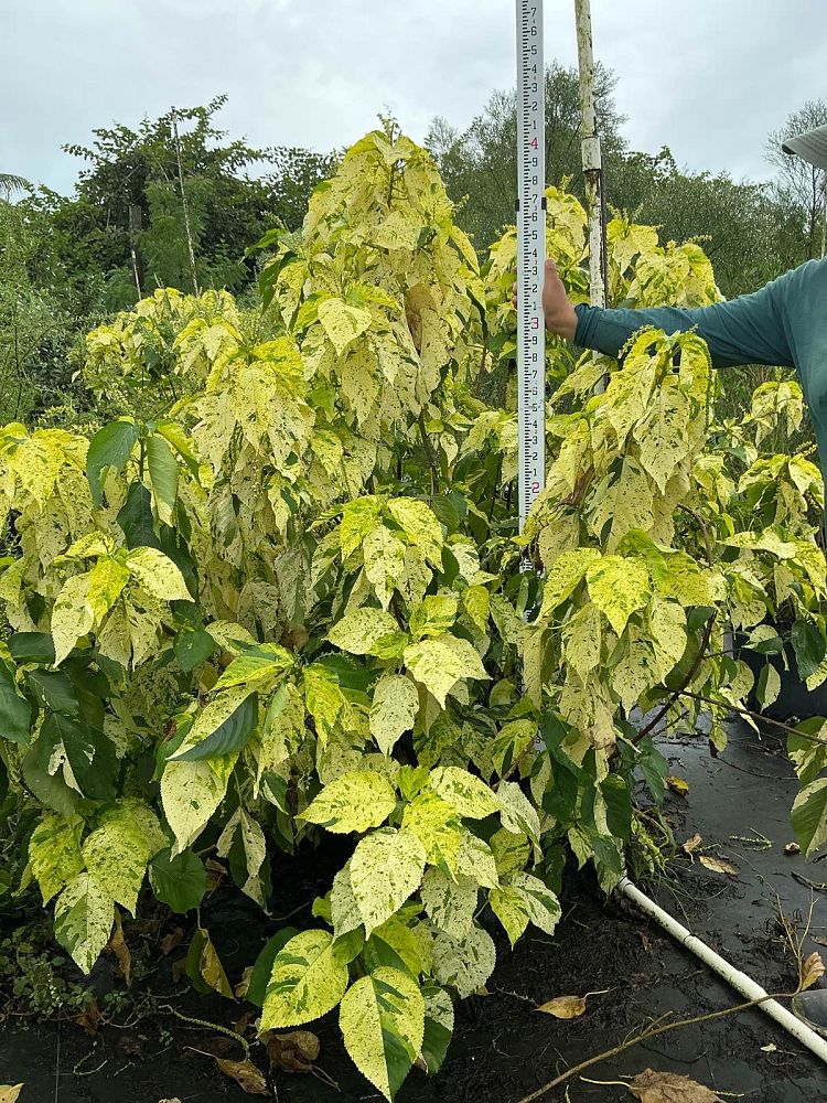 acalypha-wilkesiana-java-white-copperleaf