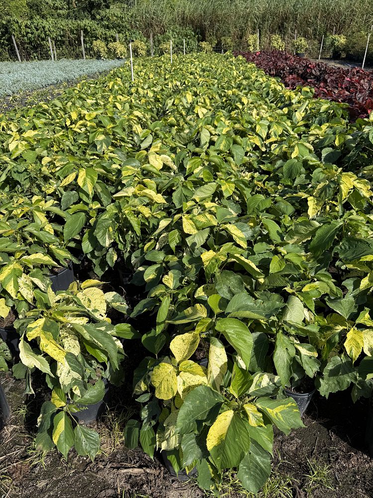 acalypha-wilkesiana-java-white-copperleaf