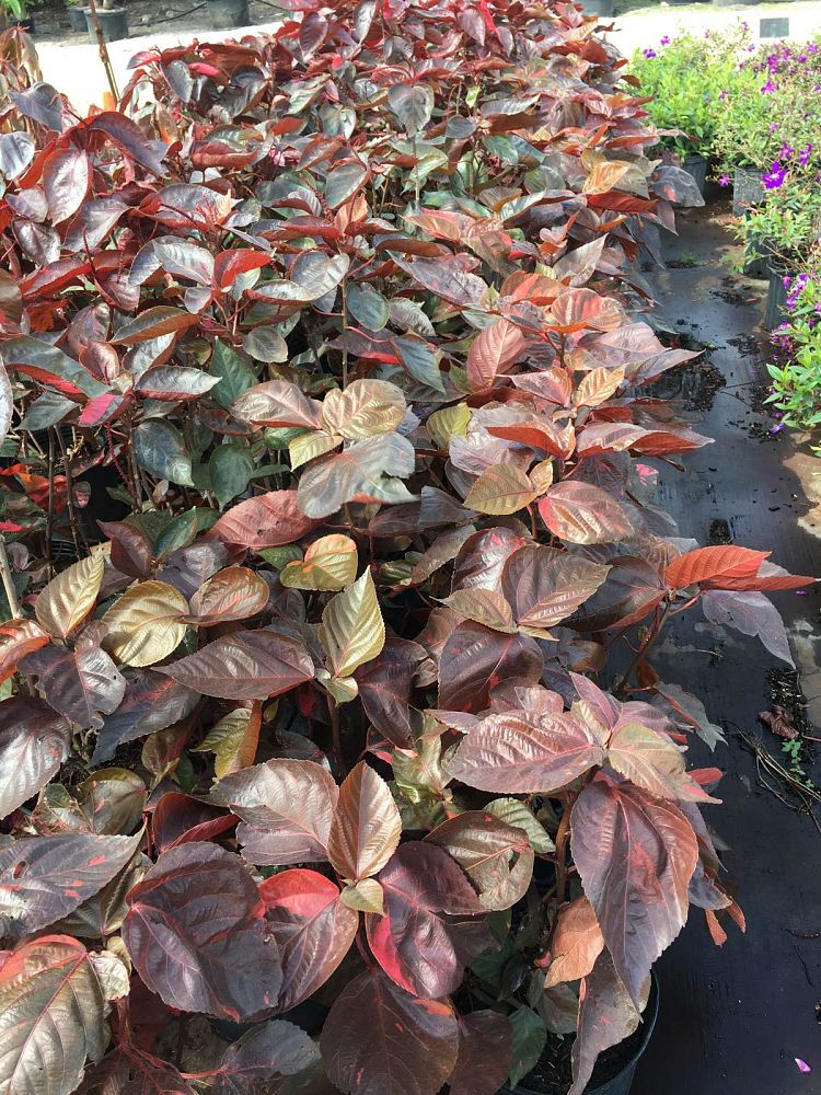 acalypha-wilkesiana-louisiana-red-copperleaf