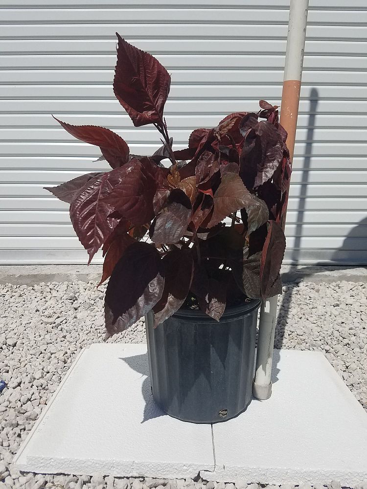 acalypha-wilkesiana-louisiana-red-copperleaf