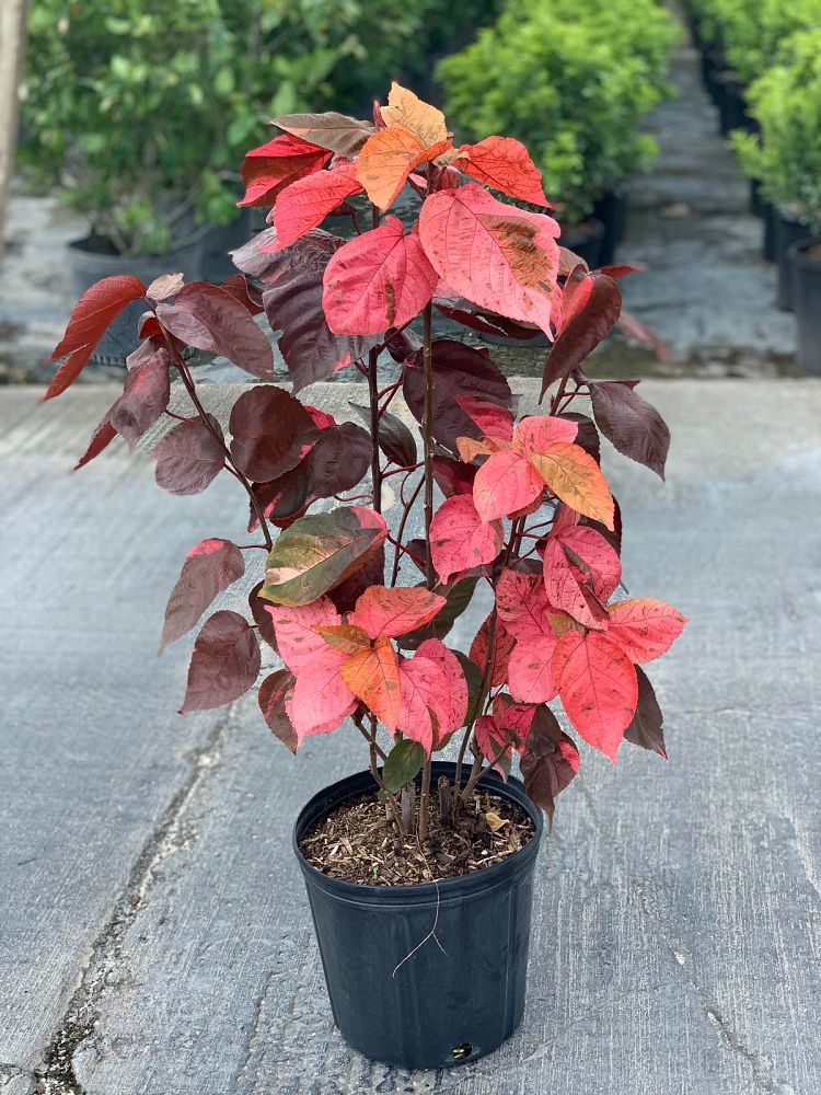 acalypha-wilkesiana-louisiana-red-copperleaf
