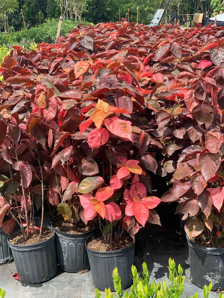 acalypha-wilkesiana-louisiana-red-copperleaf