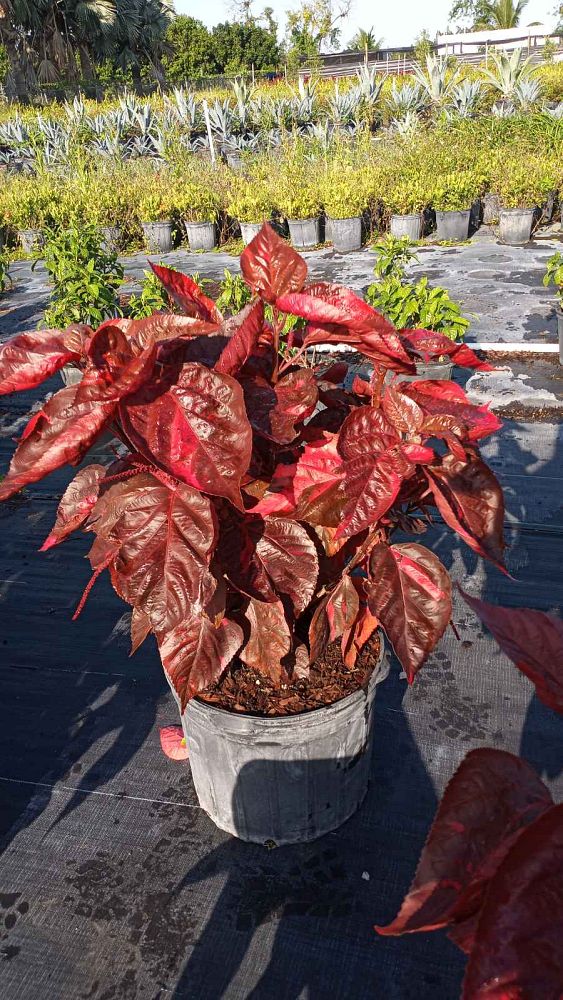 acalypha-wilkesiana-louisiana-red-copperleaf