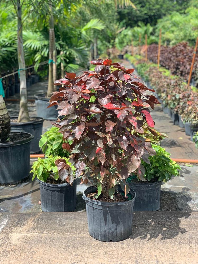 acalypha-wilkesiana-louisiana-red-copperleaf