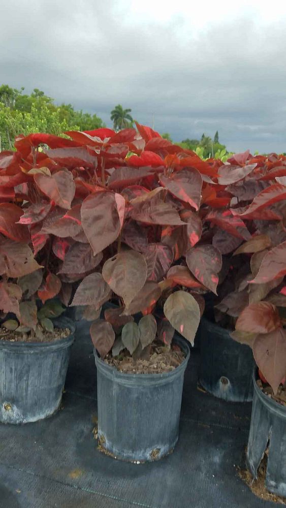 acalypha-wilkesiana-louisiana-red-copperleaf