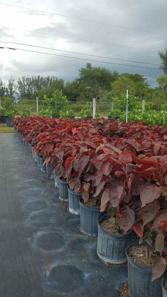 acalypha-wilkesiana-louisiana-red-copperleaf