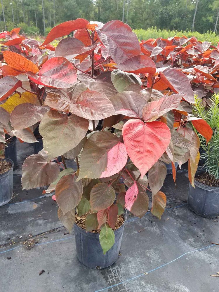 acalypha-wilkesiana-louisiana-red-copperleaf