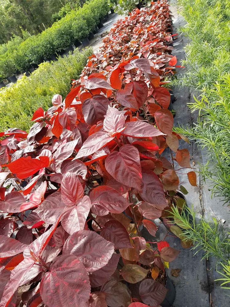 acalypha-wilkesiana-louisiana-red-copperleaf