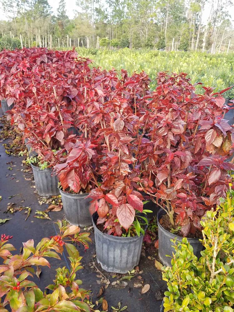 acalypha-wilkesiana-louisiana-red-copperleaf