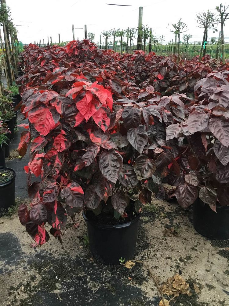 acalypha-wilkesiana-louisiana-red-copperleaf