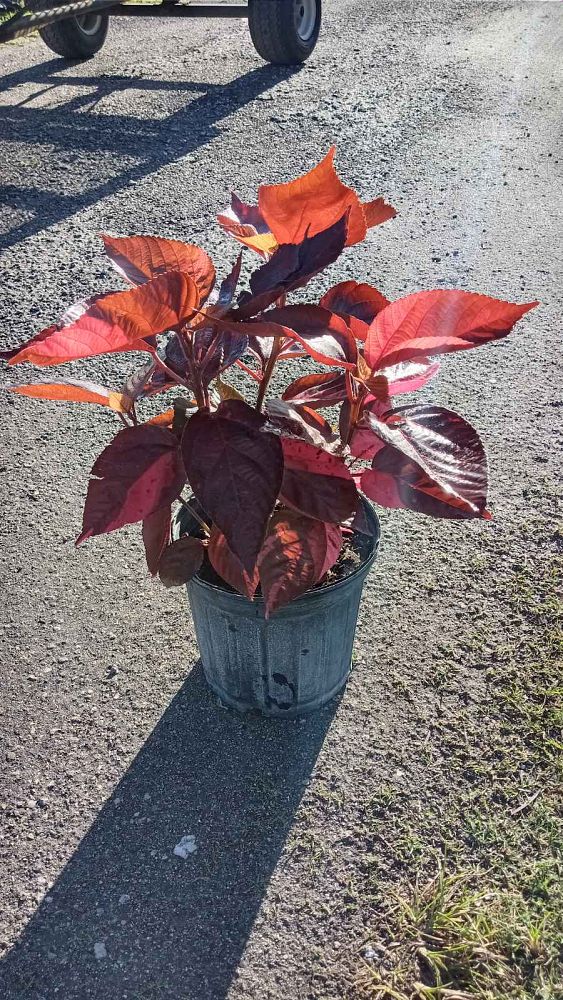 acalypha-wilkesiana-louisiana-red-copperleaf