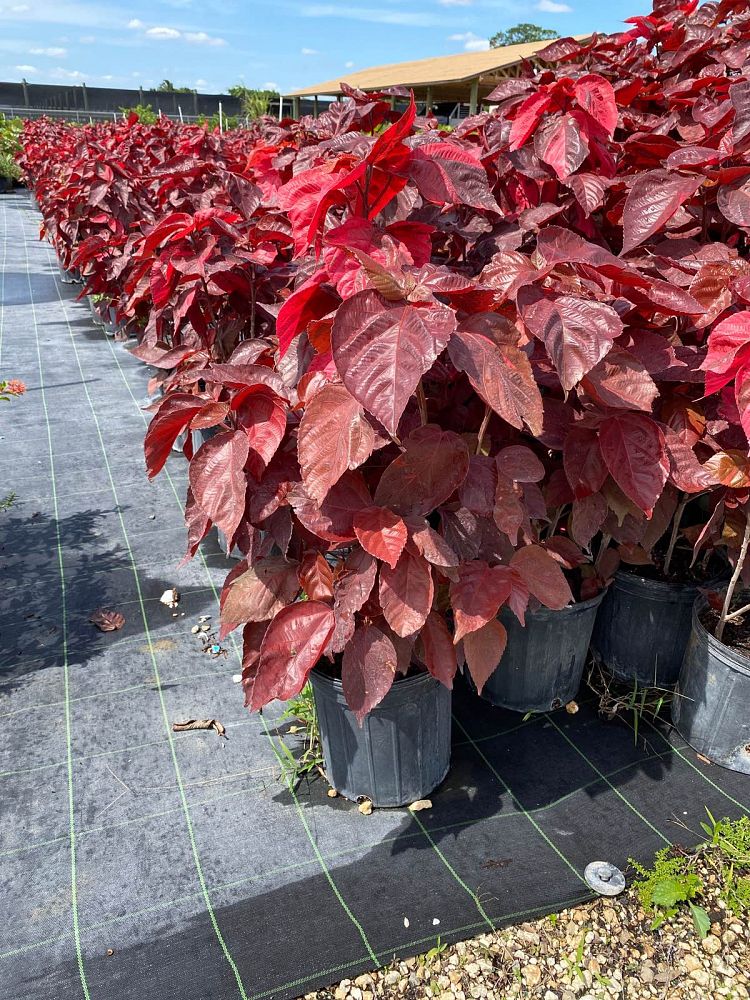 acalypha-wilkesiana-louisiana-red-copperleaf
