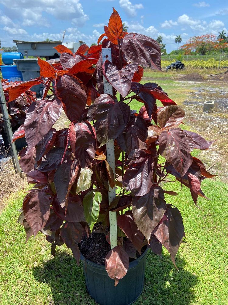 acalypha-wilkesiana-louisiana-red-copperleaf
