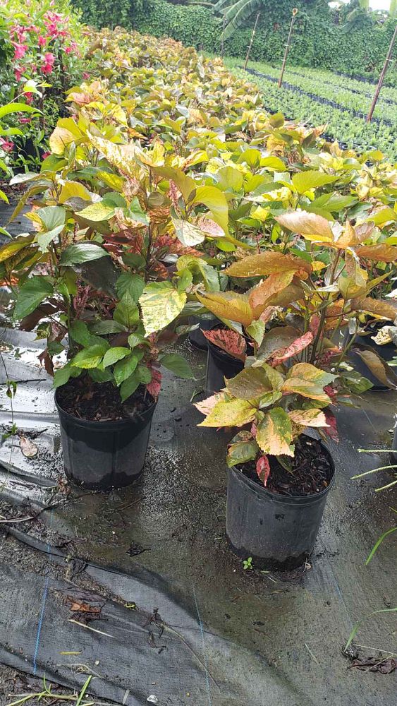 acalypha-wilkesiana-louisiana-red-copperleaf