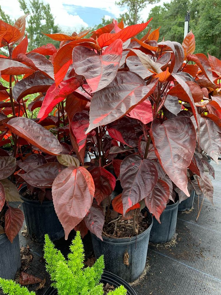 acalypha-wilkesiana-louisiana-red-copperleaf