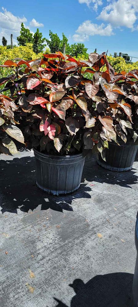 acalypha-wilkesiana-louisiana-red-copperleaf