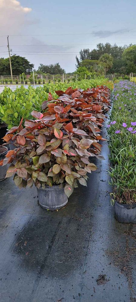 acalypha-wilkesiana-louisiana-red-copperleaf