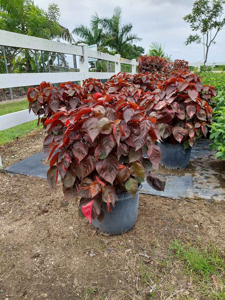acalypha-wilkesiana-louisiana-red-copperleaf