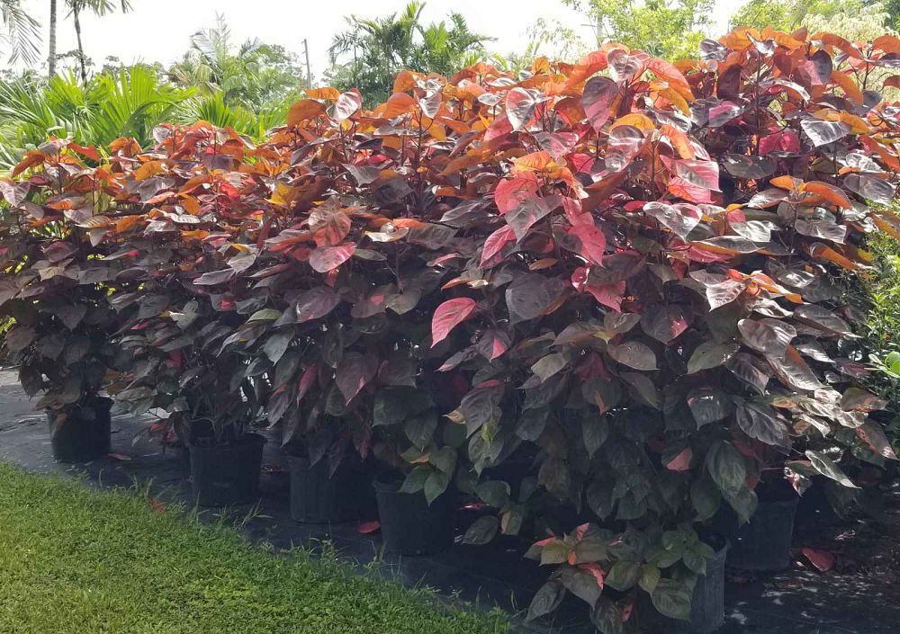acalypha-wilkesiana-louisiana-red-copperleaf