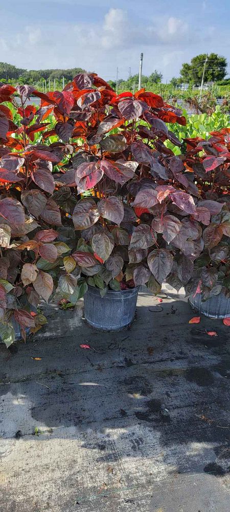 acalypha-wilkesiana-louisiana-red-copperleaf