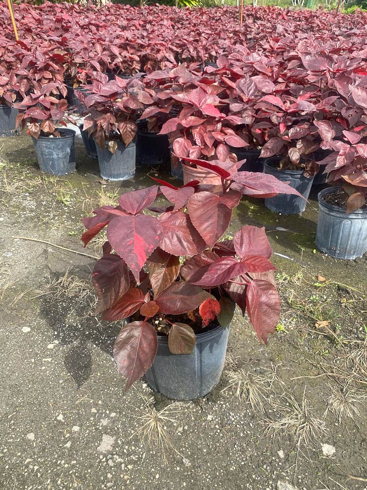 acalypha-wilkesiana-louisiana-red-copperleaf