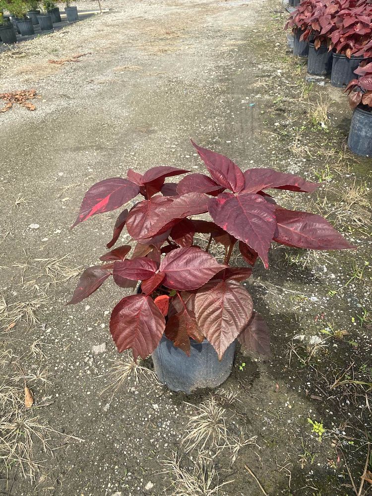 acalypha-wilkesiana-louisiana-red-copperleaf