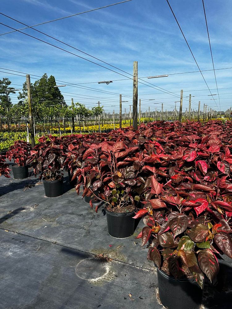 acalypha-wilkesiana-louisiana-red-copperleaf