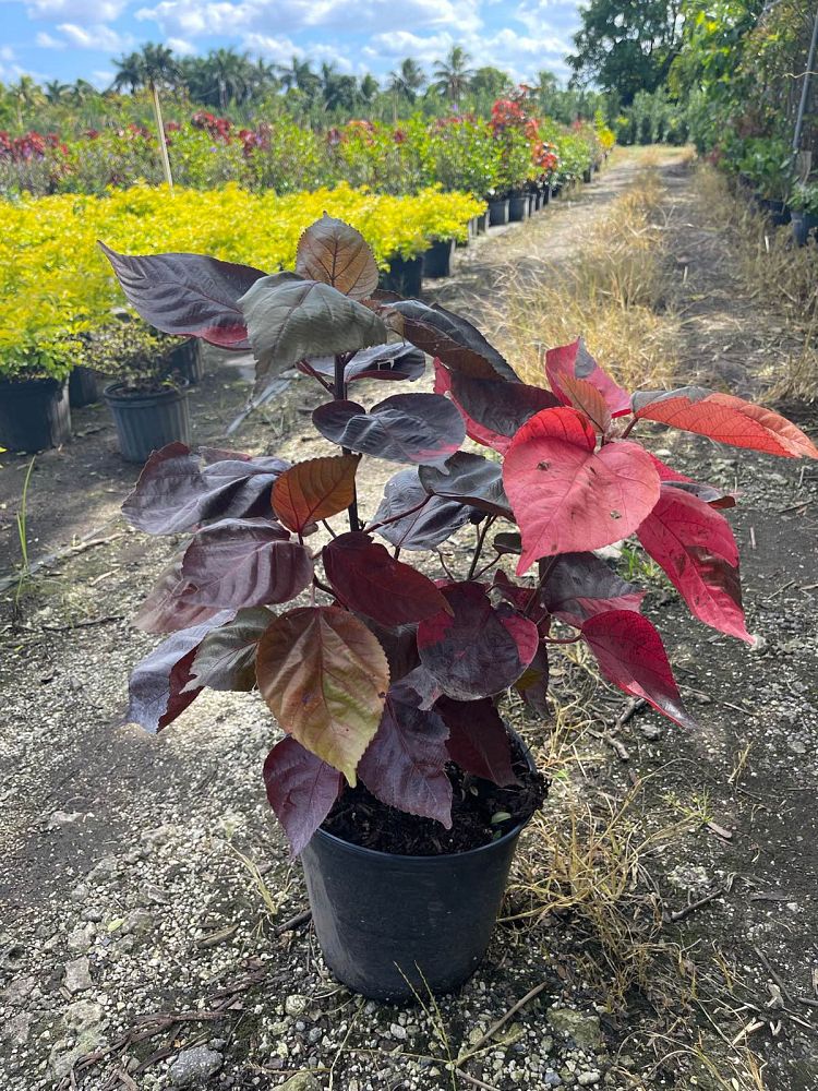 acalypha-wilkesiana-louisiana-red-copperleaf