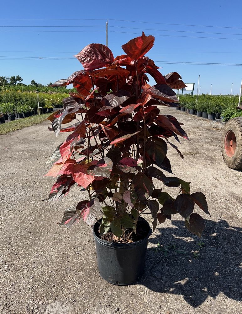 acalypha-wilkesiana-louisiana-red-copperleaf