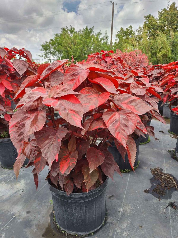 acalypha-wilkesiana-louisiana-red-copperleaf