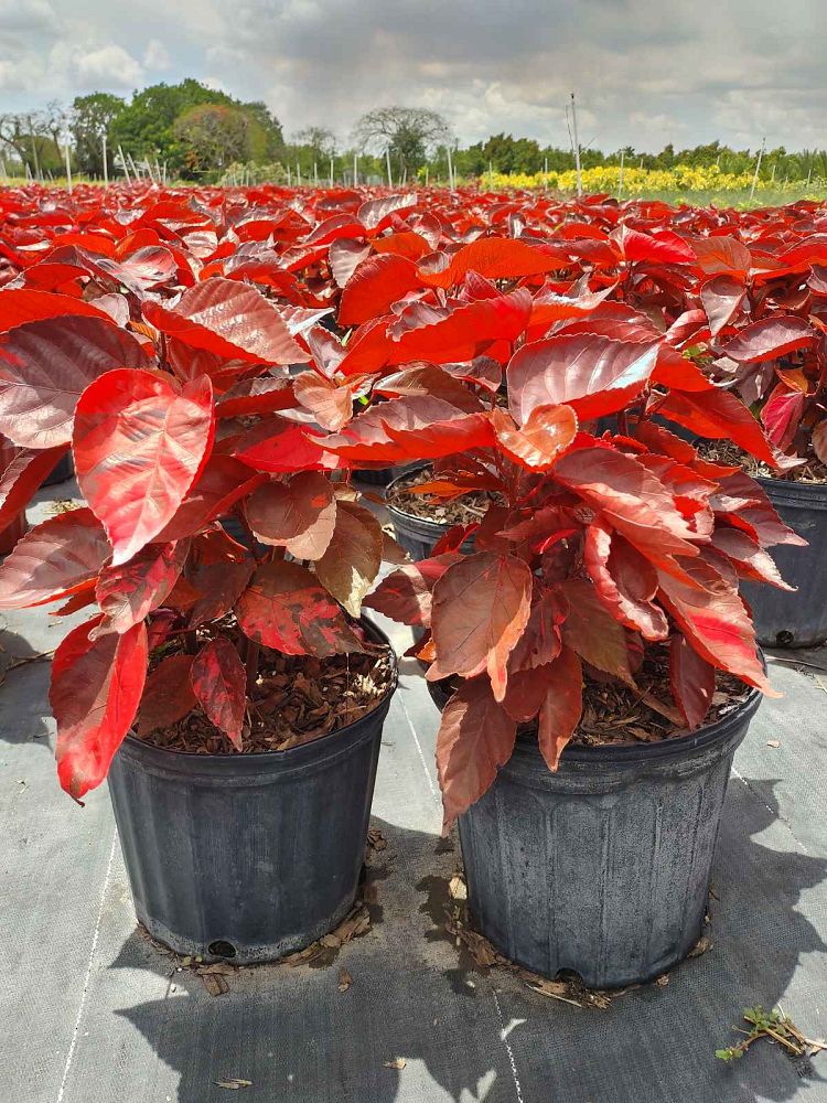 acalypha-wilkesiana-louisiana-red-copperleaf