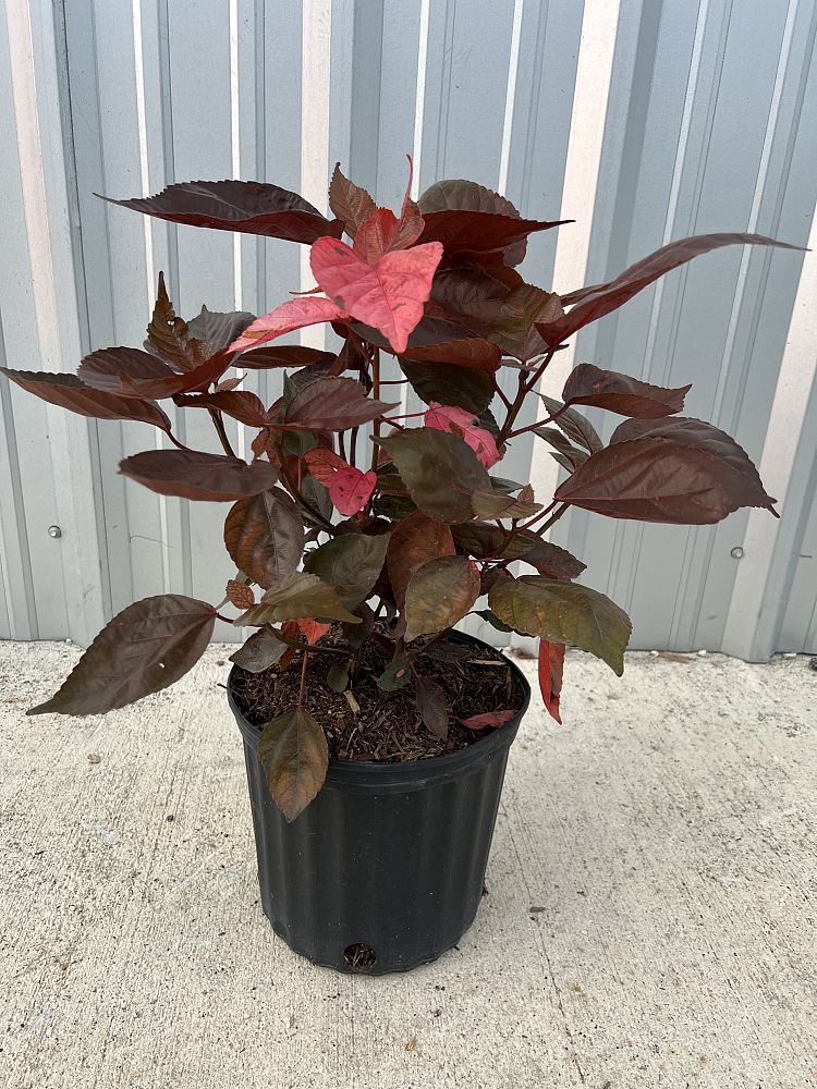 acalypha-wilkesiana-louisiana-red-copperleaf