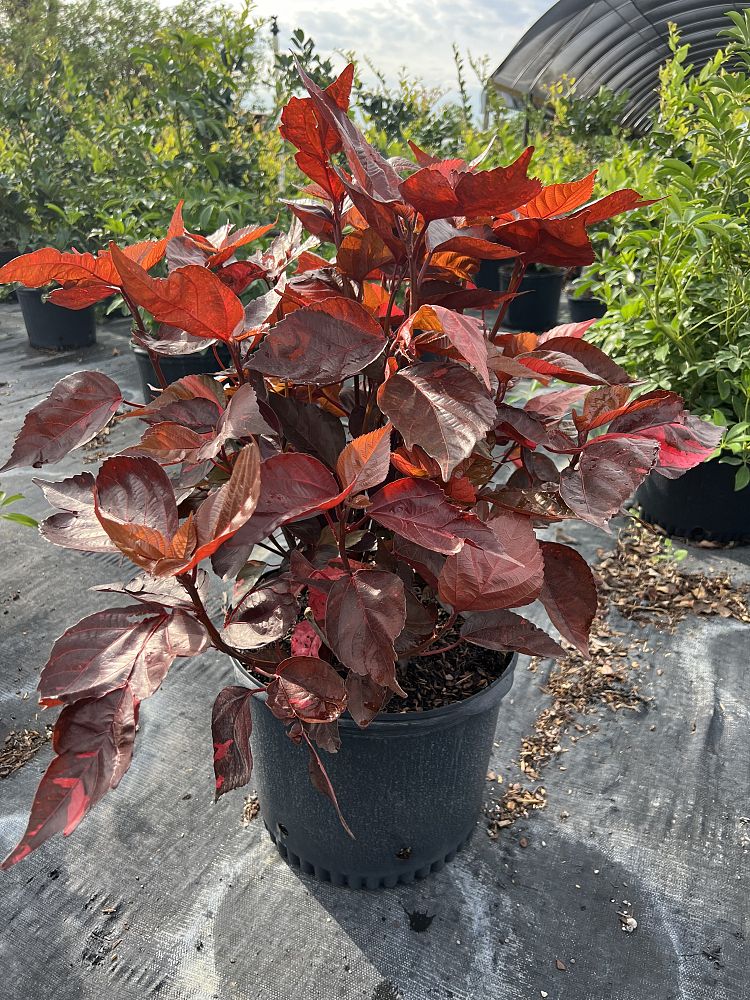 acalypha-wilkesiana-louisiana-red-copperleaf