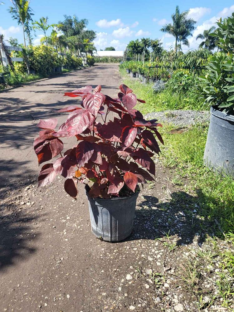 acalypha-wilkesiana-louisiana-red-copperleaf