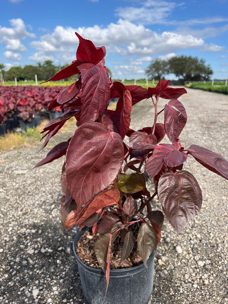 acalypha-wilkesiana-louisiana-red-copperleaf