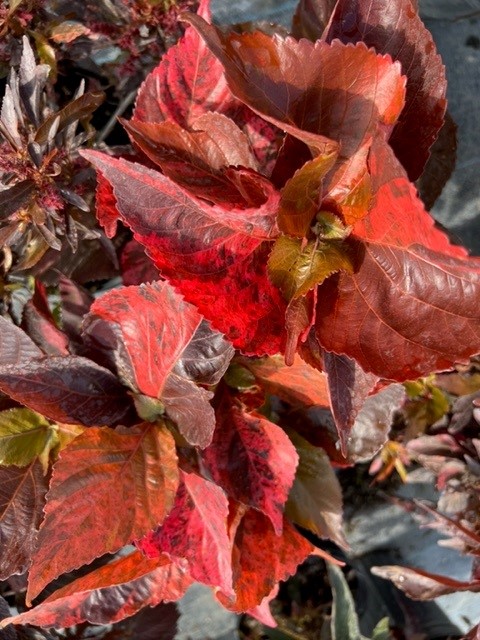 acalypha-wilkesiana-louisiana-red-copperleaf