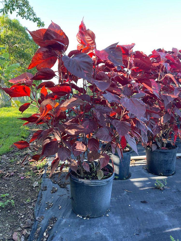 acalypha-wilkesiana-louisiana-red-copperleaf