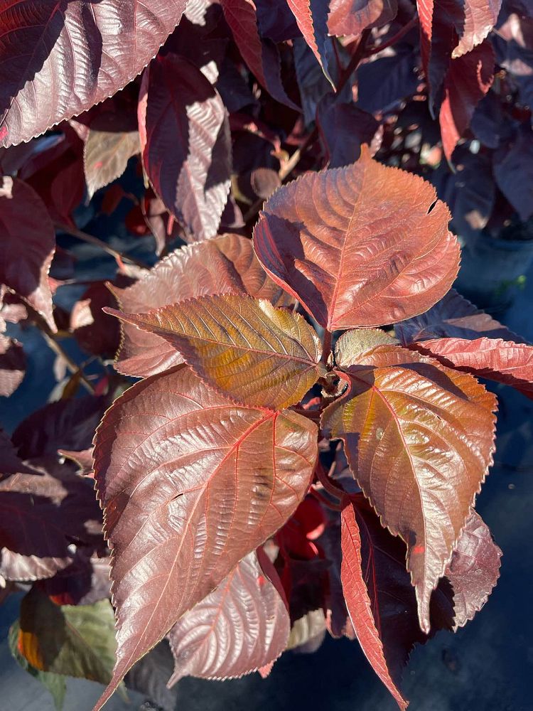 acalypha-wilkesiana-louisiana-red-copperleaf