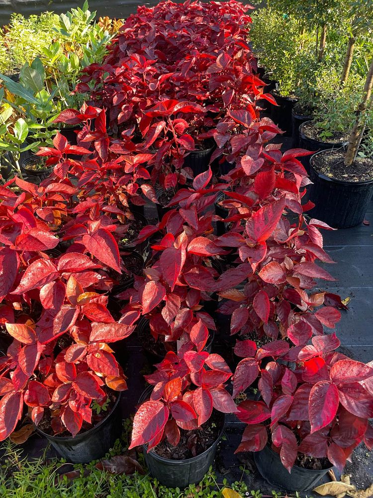 acalypha-wilkesiana-louisiana-red-copperleaf