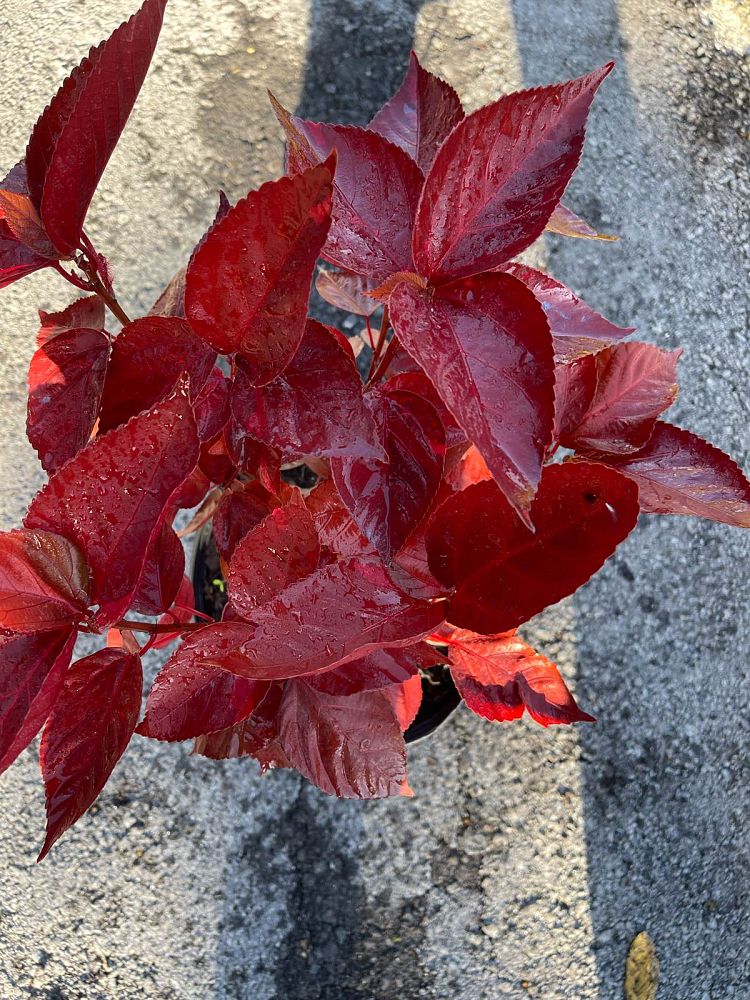 acalypha-wilkesiana-louisiana-red-copperleaf