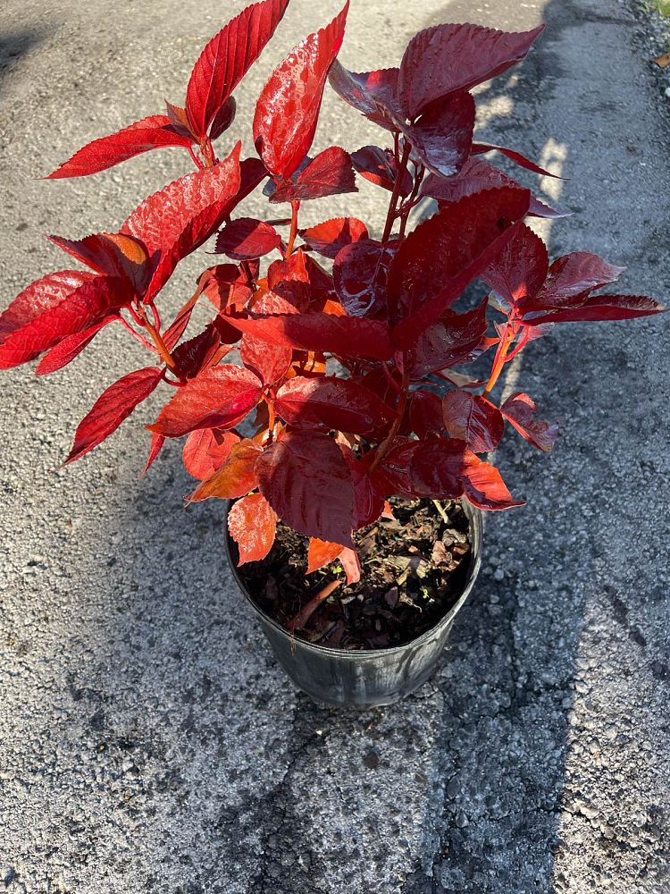 acalypha-wilkesiana-louisiana-red-copperleaf