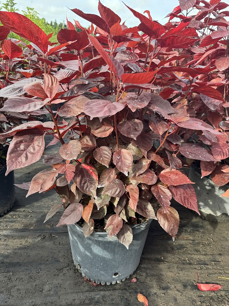 acalypha-wilkesiana-louisiana-red-copperleaf