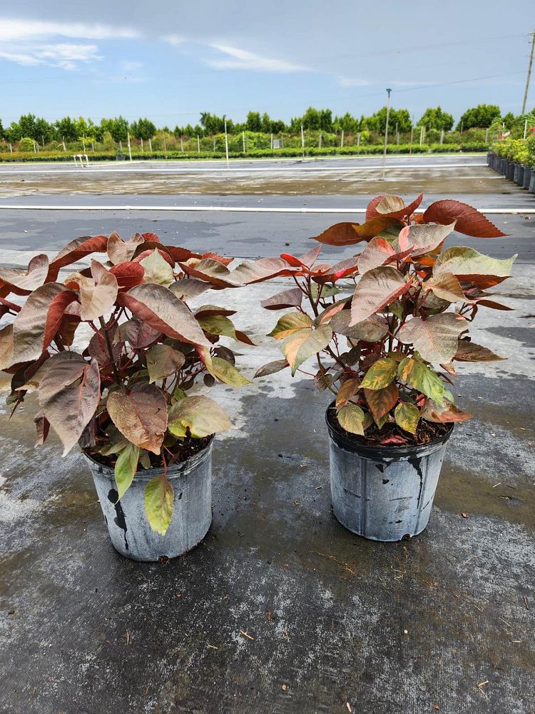 acalypha-wilkesiana-louisiana-red-copperleaf