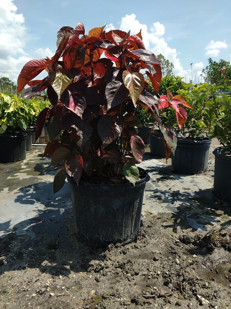 acalypha-wilkesiana-louisiana-red-copperleaf